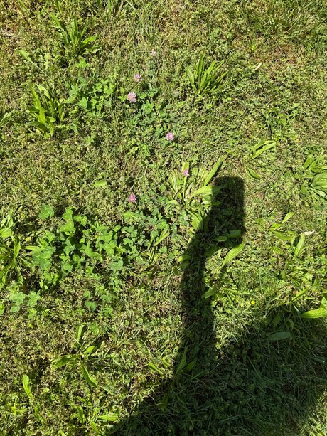 Amaraevermore star nice img