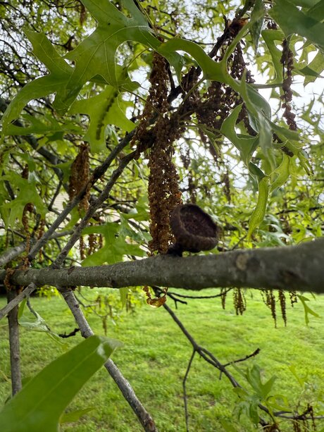 Amaraevermore best pornstar gallery