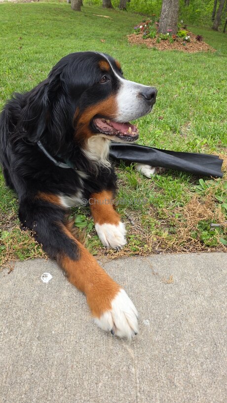 Chubbybrat69vip model pretty image