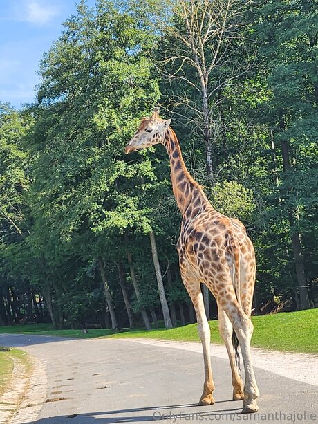 Samanthajolie hot model galleries