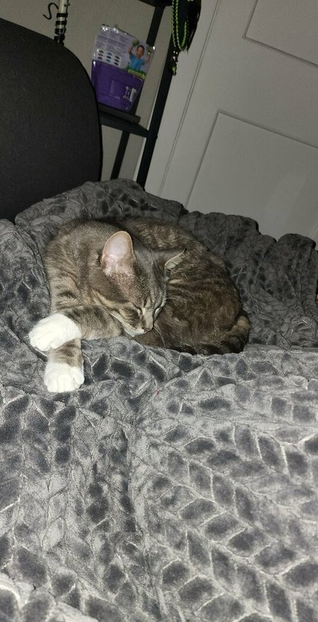 izzy hellbourne star xxx img