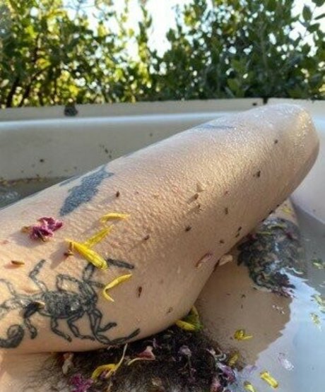 Aralia Hunt model art img