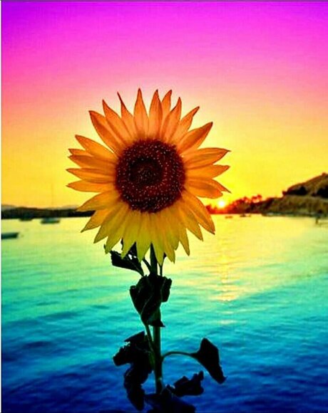 Chielsey_ nice pornstar img