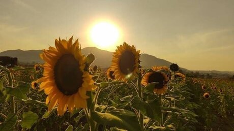 ASHLEY GUZMAN nude star photo