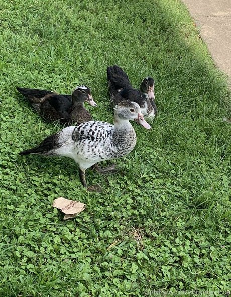 bunnycocoa star nice image