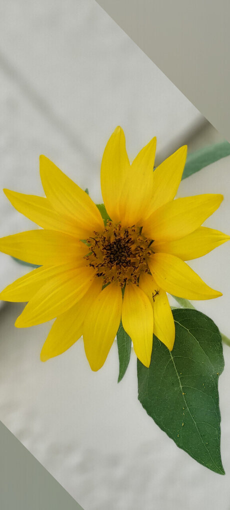 The dragons wolf sexy actress archive