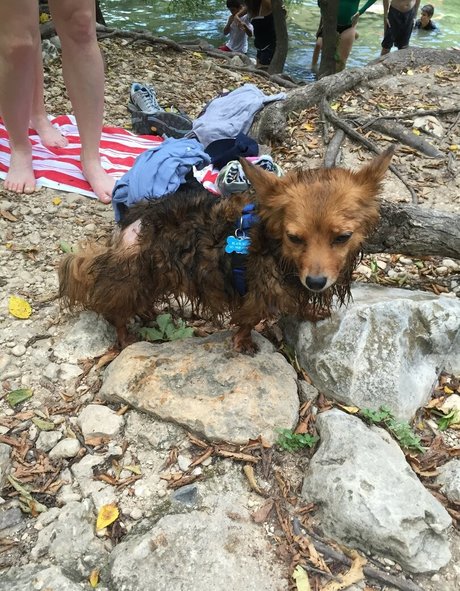 Iliza Shlesinger star xxx pictures