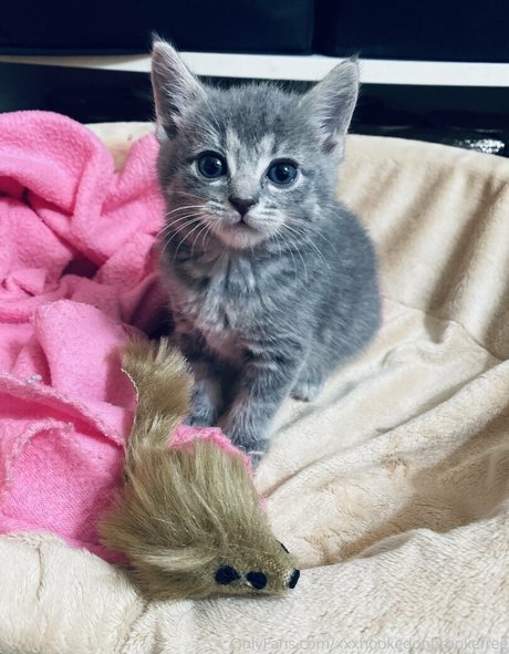 xxxhookedonbrookefree model perfect pictures