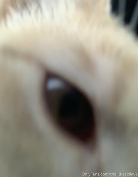 thelittlestslave high quality star image