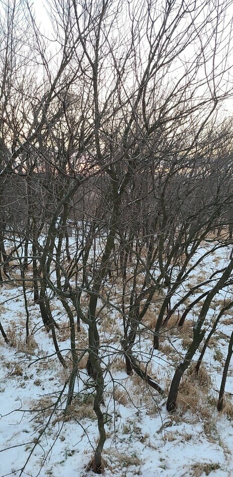 _auzziebell star nudes pics