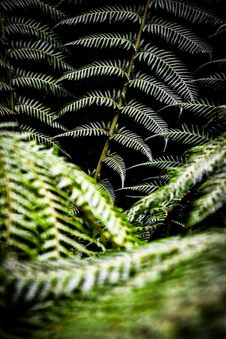 TempestShadowz adult star photos