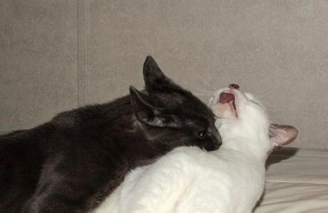 Onna Musha VIP pornstar nudes pictures