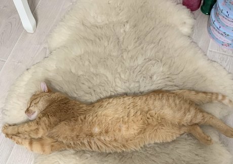 Suzanna De Rose pretty star images