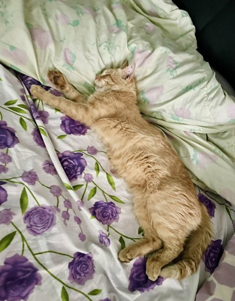 Suzanna De Rose Images