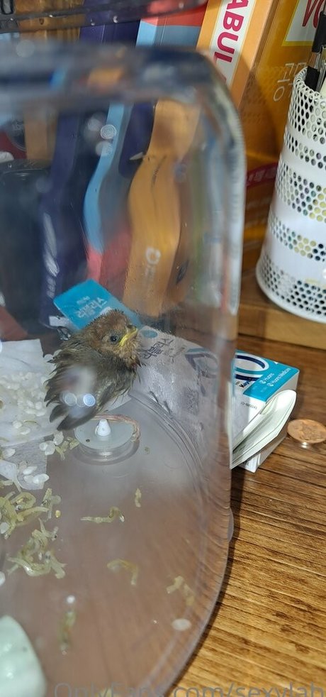 sexylab star pornographic pictures