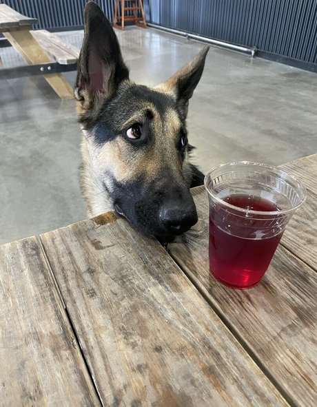 alishadrinksbeer pornographic actress img