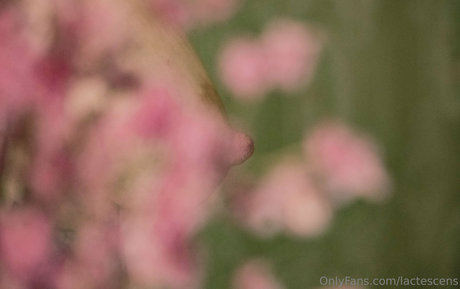 lactescens perfect pornstar pic