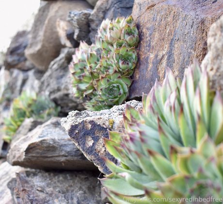 sexyredinbedfree top pornstar picture