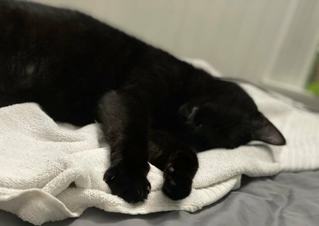 mommymelz sex pornstar images