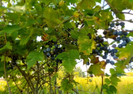 milf handjob onlyfans xxx gallery