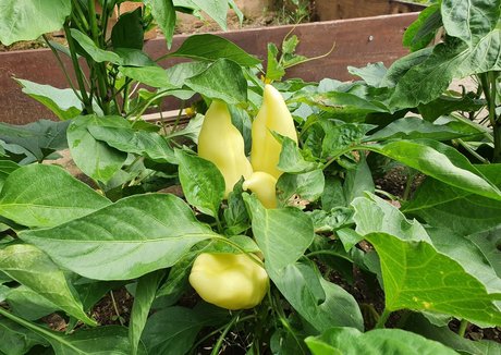 kathianobilixx sexy star picture