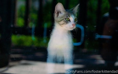 fosterkittendad exclusive pornstar pictures