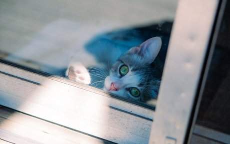 fosterkittendad model naked image