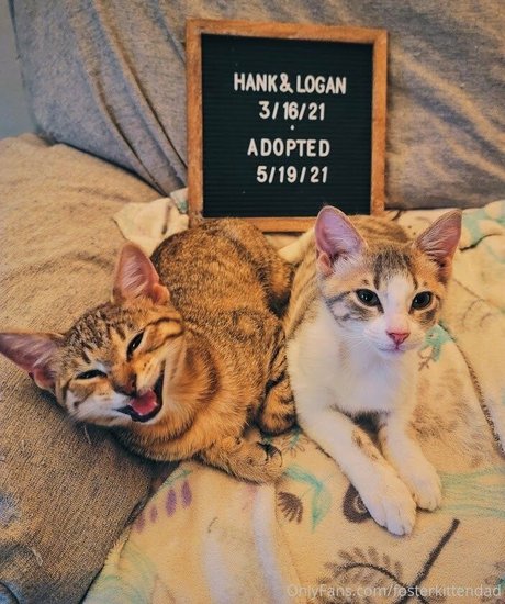 fosterkittendad naked actress pic