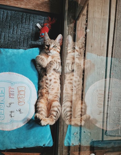 fosterkittendad beautiful model photo