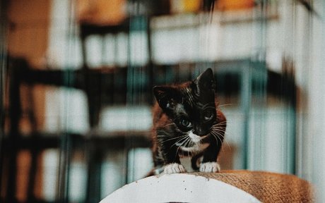 fosterkittendad star high quality images