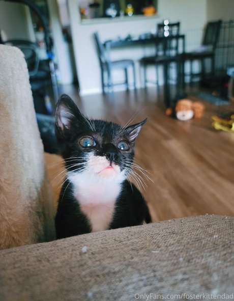 fosterkittendad star exclusive image