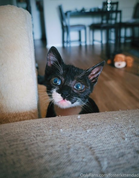 fosterkittendad star pretty image