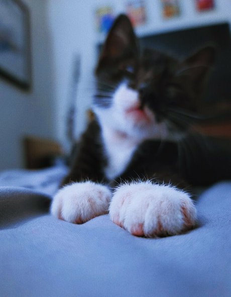 fosterkittendad nudes star photos