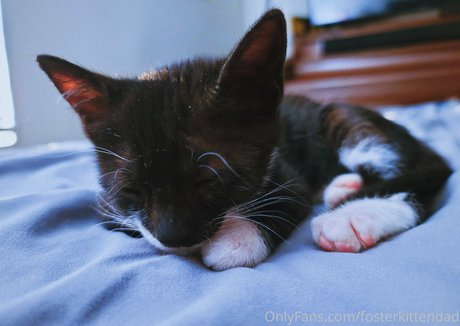 fosterkittendad model sexy pic