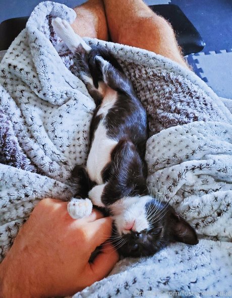 fosterkittendad model pic