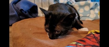 fosterkittendad nice actress images