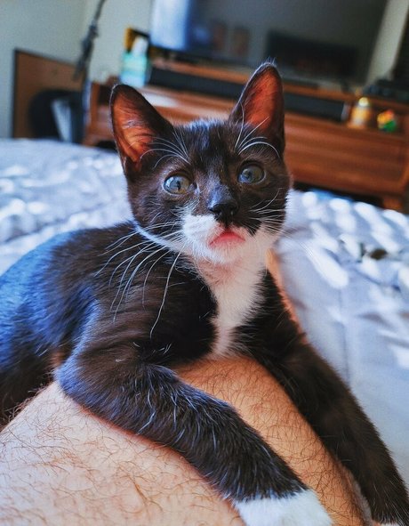 fosterkittendad star free pictures