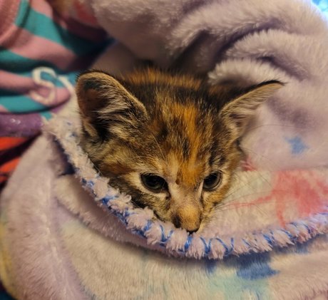 fosterkittendad perfect model gallery