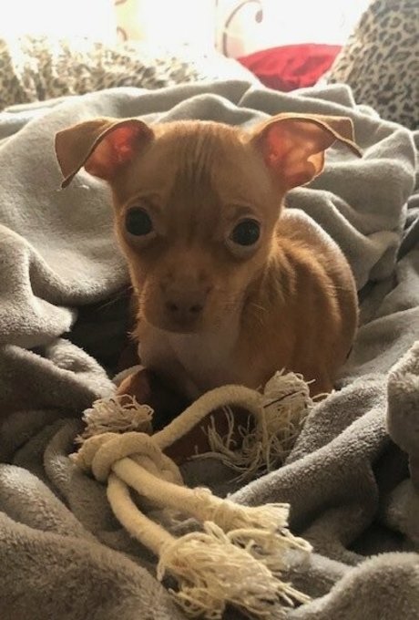 ginaraemichaels sexy star images