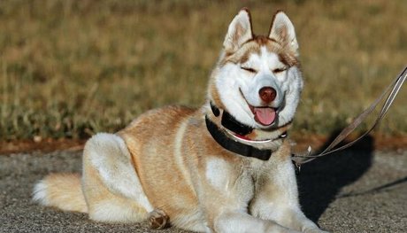 pech os high quality pornstar gallery