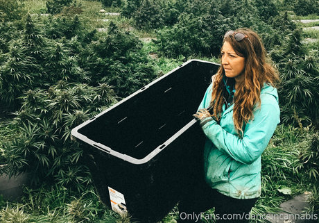 danceincannabis adult actress img