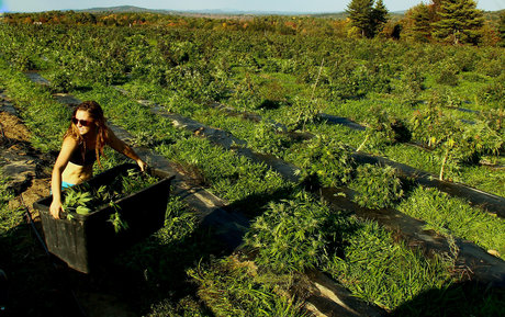 danceincannabis nude star pics