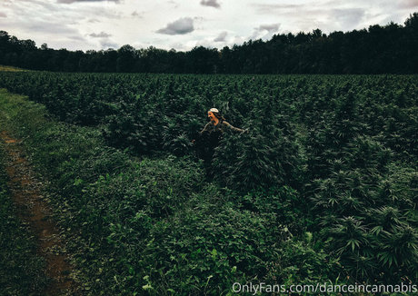 danceincannabis model art images