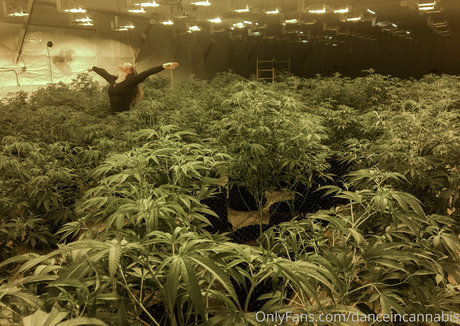 danceincannabis star nudes photos