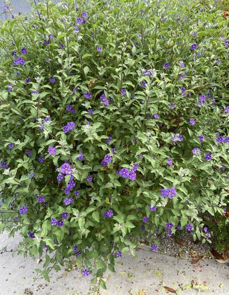 blonde deepthroat onlyfans hot sex galleries