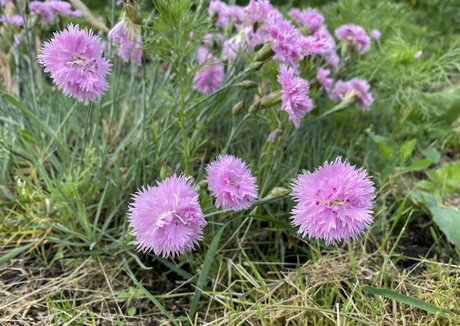 tobinedamfree star beautiful archive