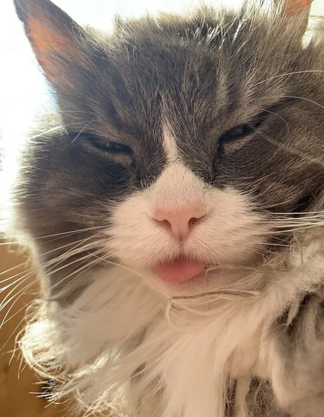 NSFWLeia perfect pornstar gallery