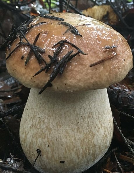 bbw anal onlyfans beautiful porn images