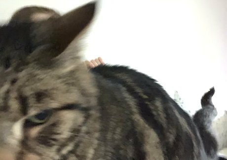 planetmonica sex model picture