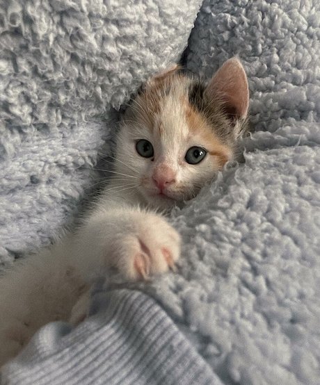 asian onlyfans pornographic image